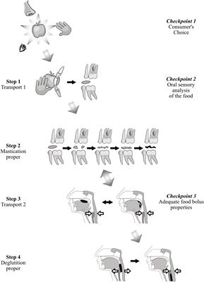 Masticatory Adaptation to Occlusal Changes